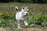 SIBERIAN HUSKY 355